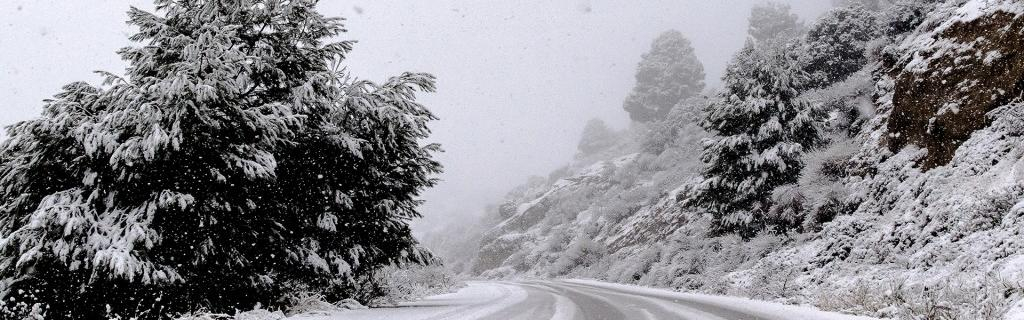 road through trees covered in snow and ice